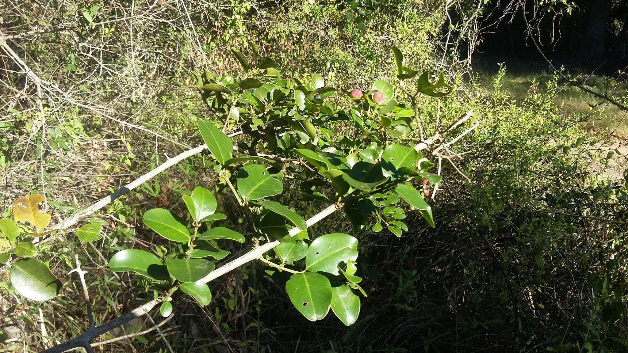 Image de Scutia myrtina (Burm. fil.) Kurz