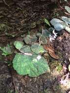 Image of Begonia sinuata Wall. ex Meisn.