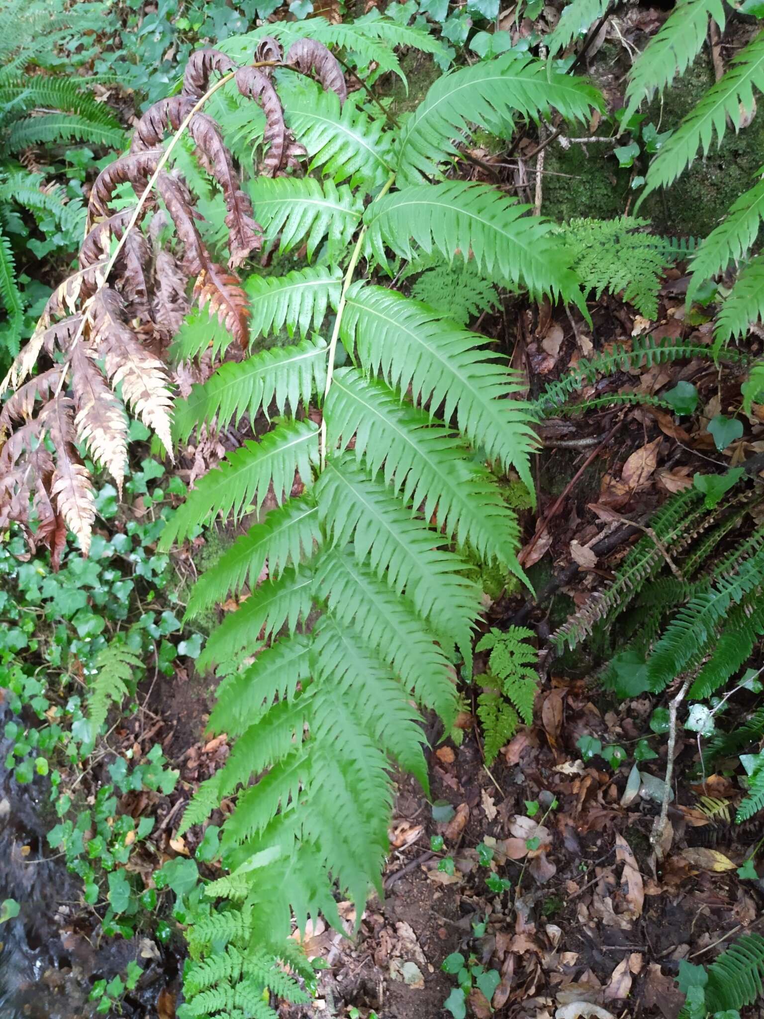 Image of rooting chainfern