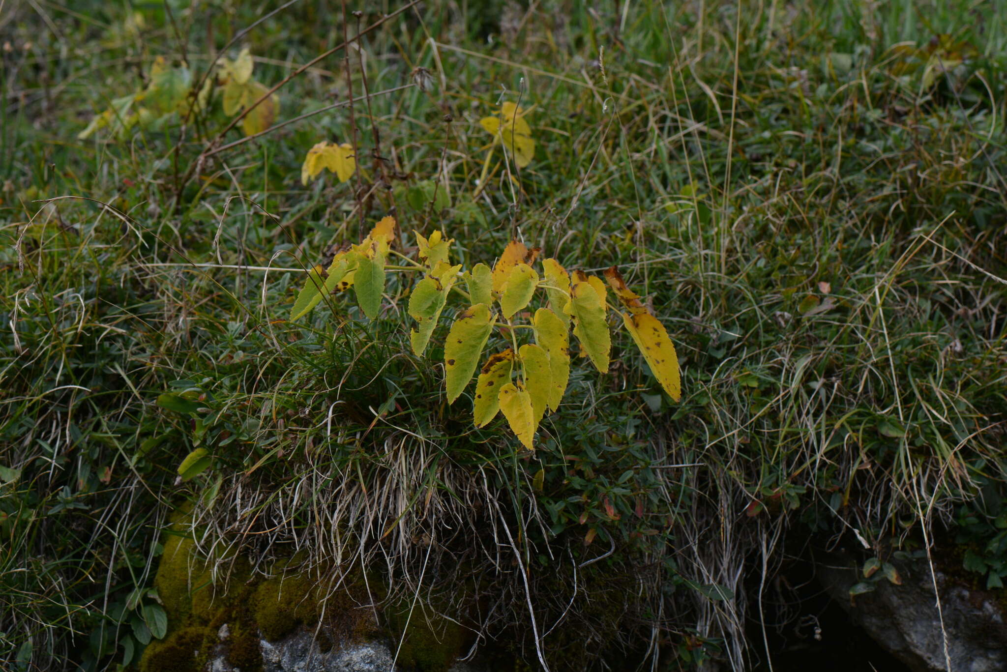 Imagem de Laserpitium latifolium L.