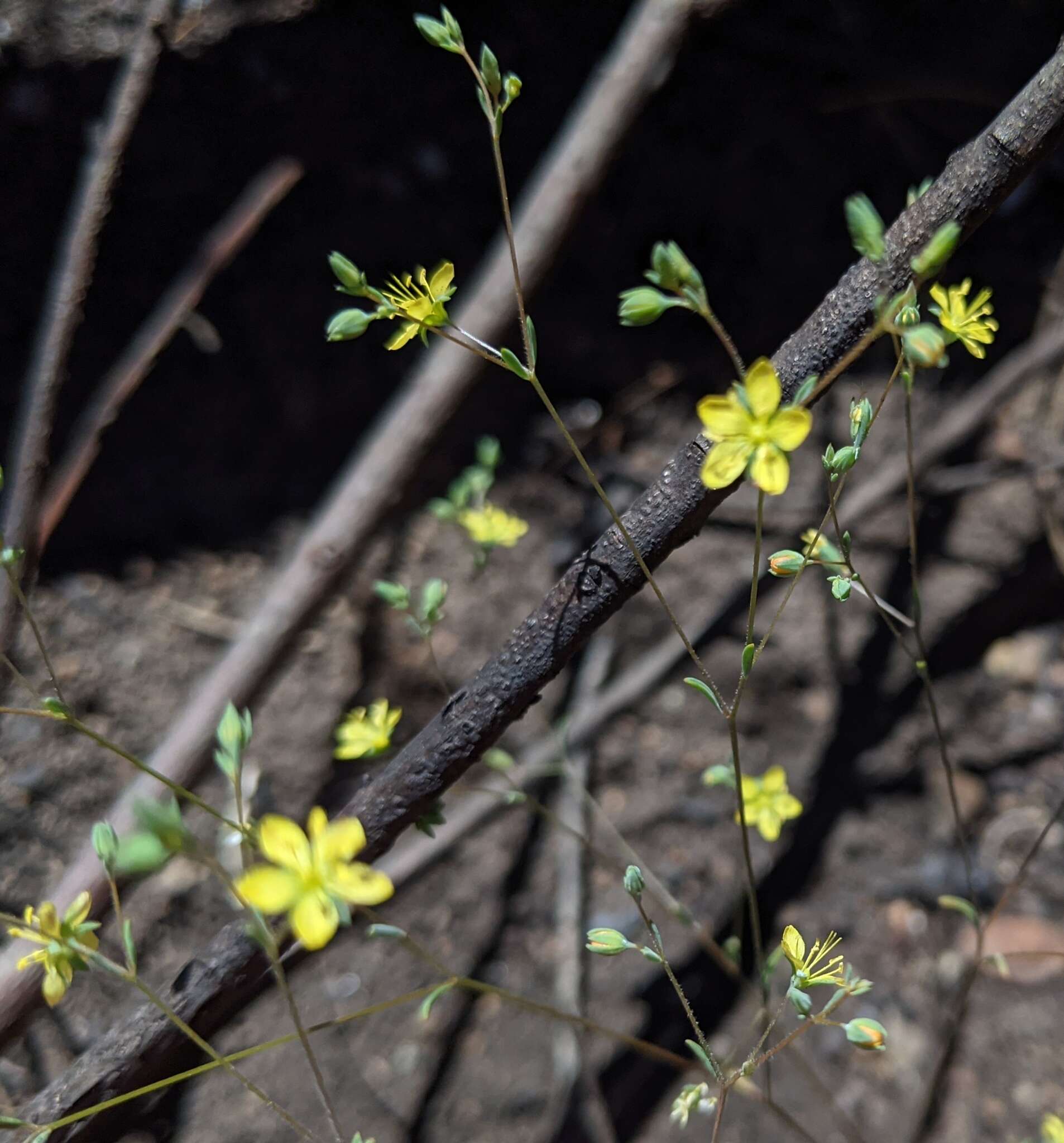 Image of twocarpel dwarf-flax