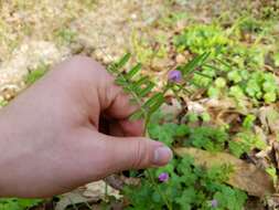 Imagem de Vicia sativa subsp. sativa