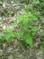 Image of Aristolochia lutea Desf.