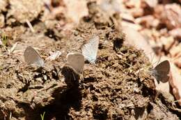 Image of <i>Celastrina humulus</i>