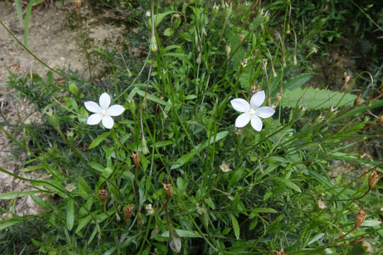 Image of Wahlenbergia rupestris G. Simpson