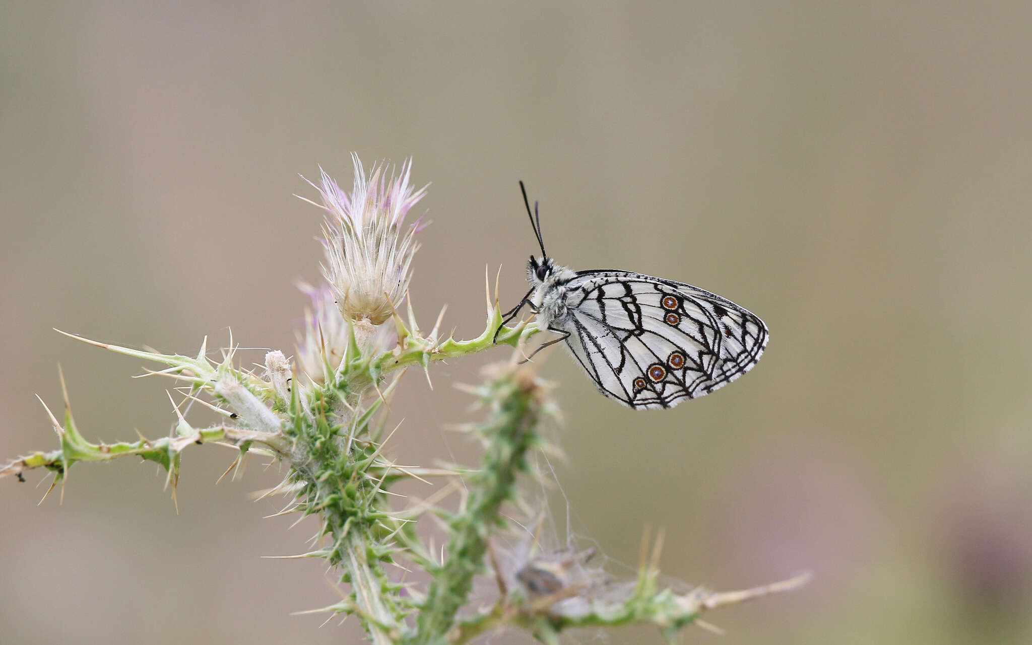 Image of Melanargia ines Hoffmannsegg 1804