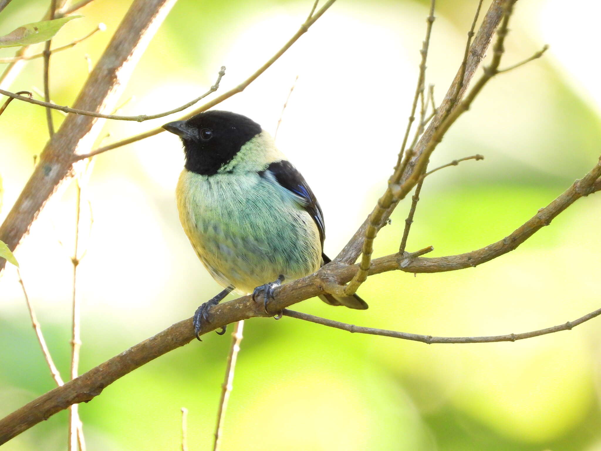 Image of Black-headed Tanager