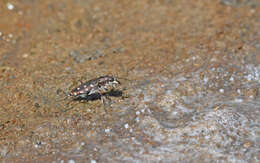 Image of Calomera littoralis fiorii