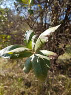 Image of Brachylaena discolor var. transvaalensis (E. Phillips & Schweick.) H. J. Beentje