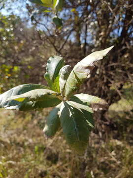 Image of Brachylaena discolor var. transvaalensis (E. Phillips & Schweick.) H. J. Beentje