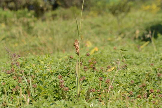 Image of Arundinella leptochloa (Nees ex Steud.) Hook. fil.