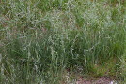 Image of Festuca rupicola Heuff.