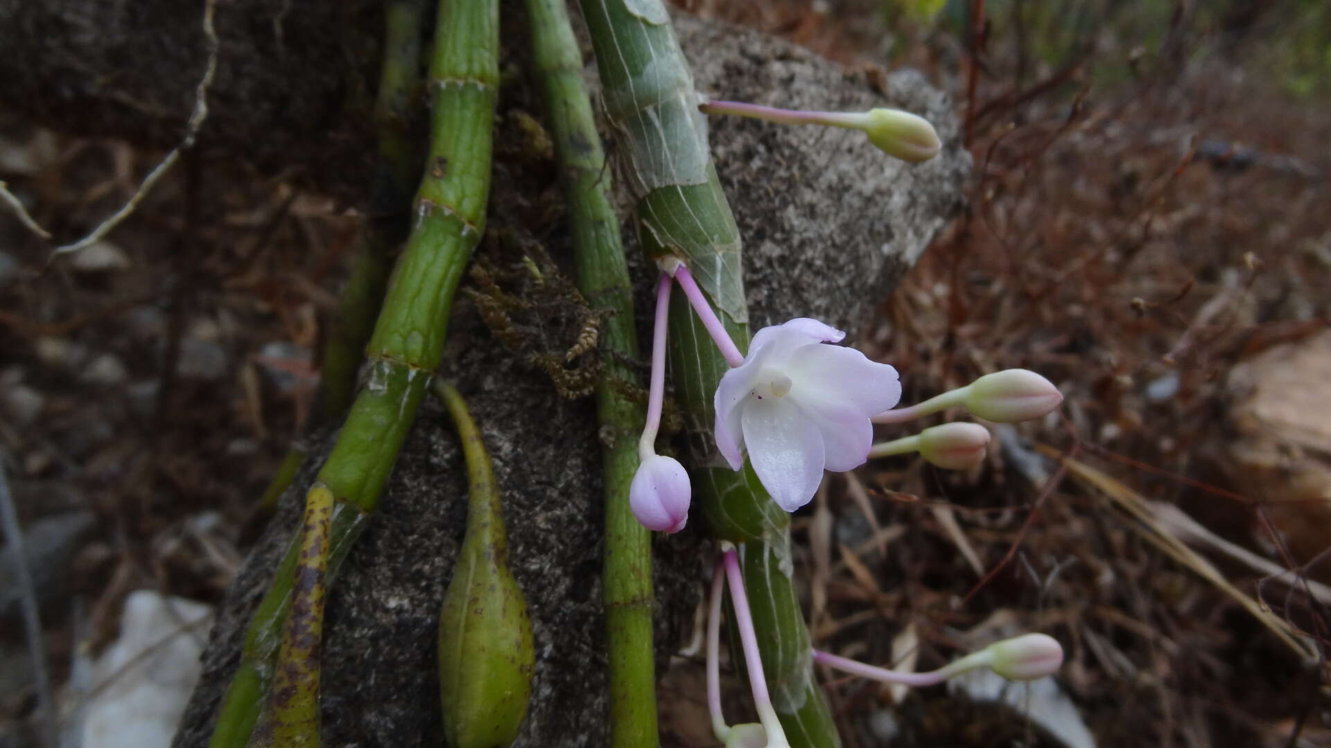 Image of Shoe-lipped Dendrobium