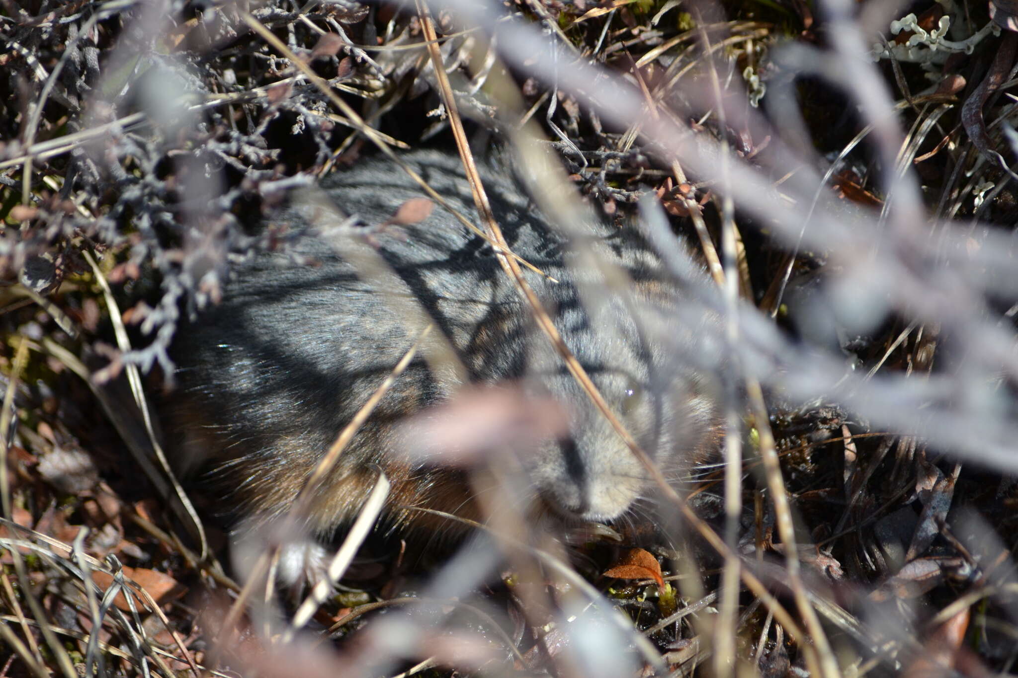 Image of Bering collared lemming