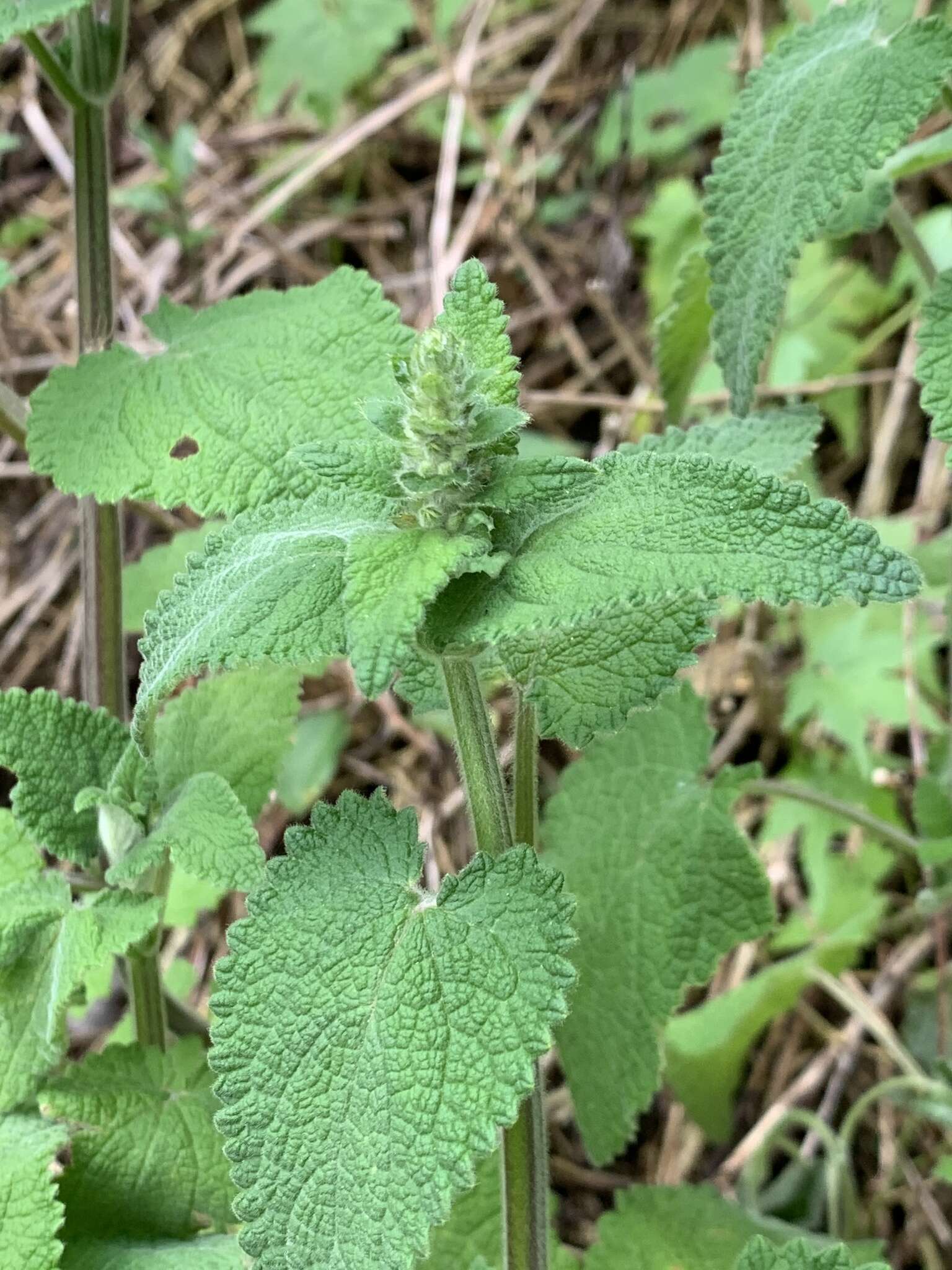 Stachys grandifolia E. Mey.的圖片