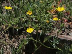 Image of mountainmeadow cinquefoil