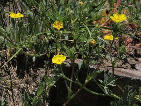 Imagem de Potentilla diversifolia var. ranunculus (Lange) Boivin