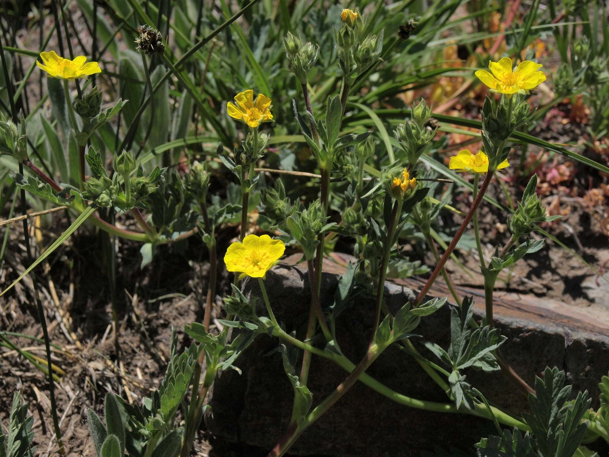 Image of mountainmeadow cinquefoil