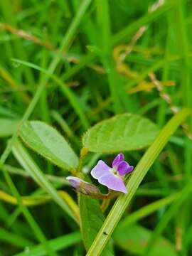 Image of glycine