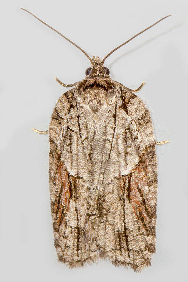 Image of Acleris ptychogrammos Zeller 1875