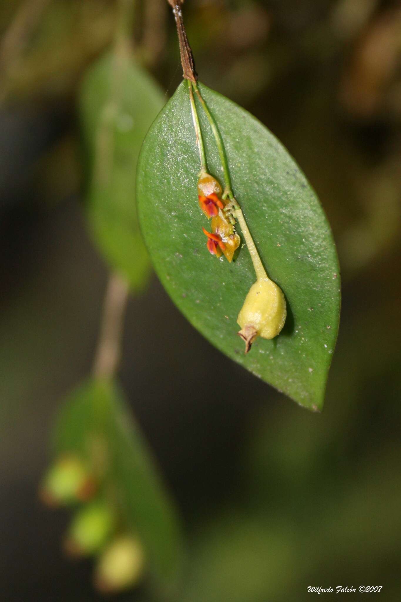 Image of rock babyboot orchid