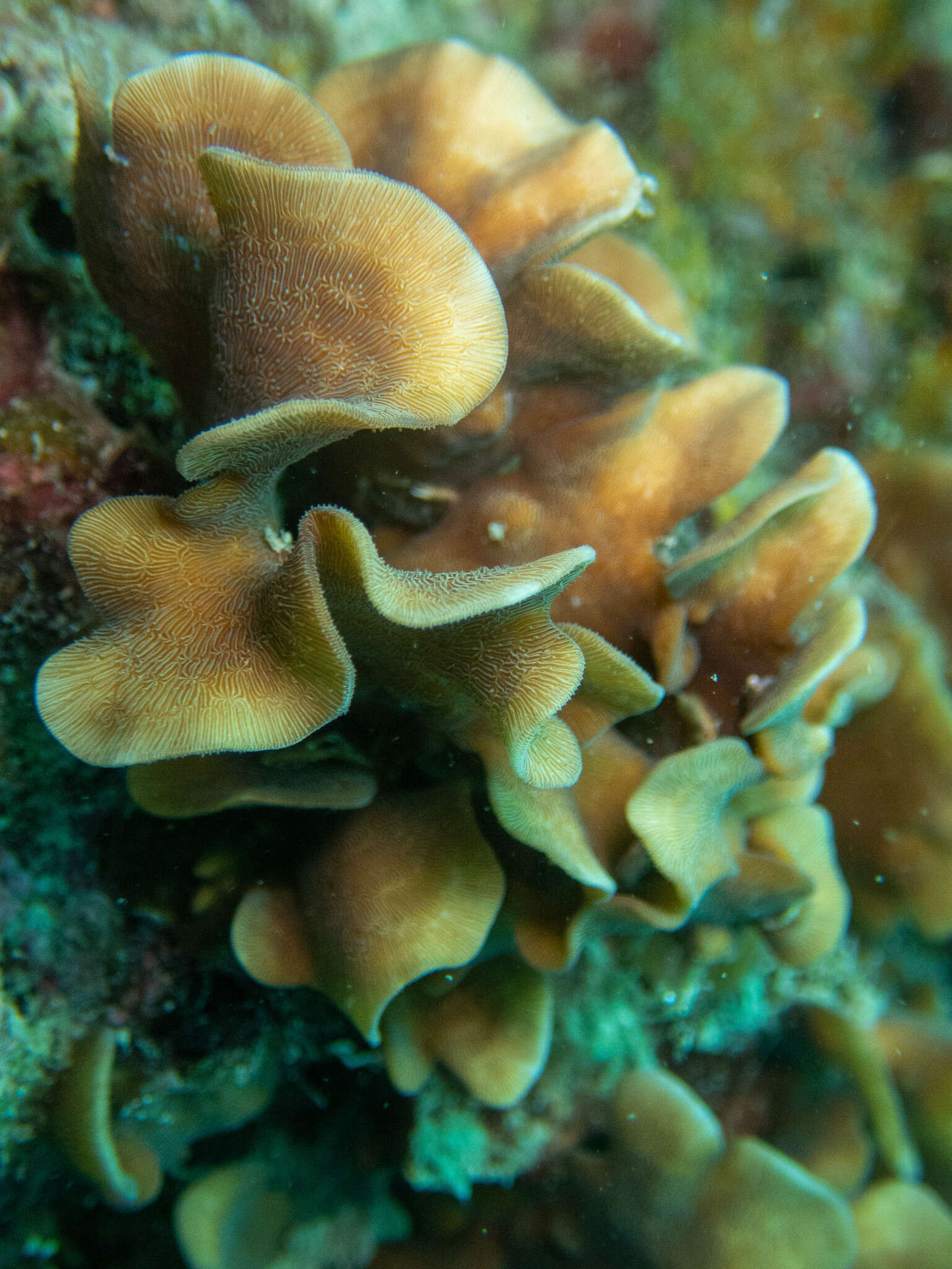 Image of Pavona coral