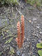 Image of Orobanche grossheimii Novopokr.