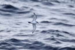 Image of Antarctic Prion