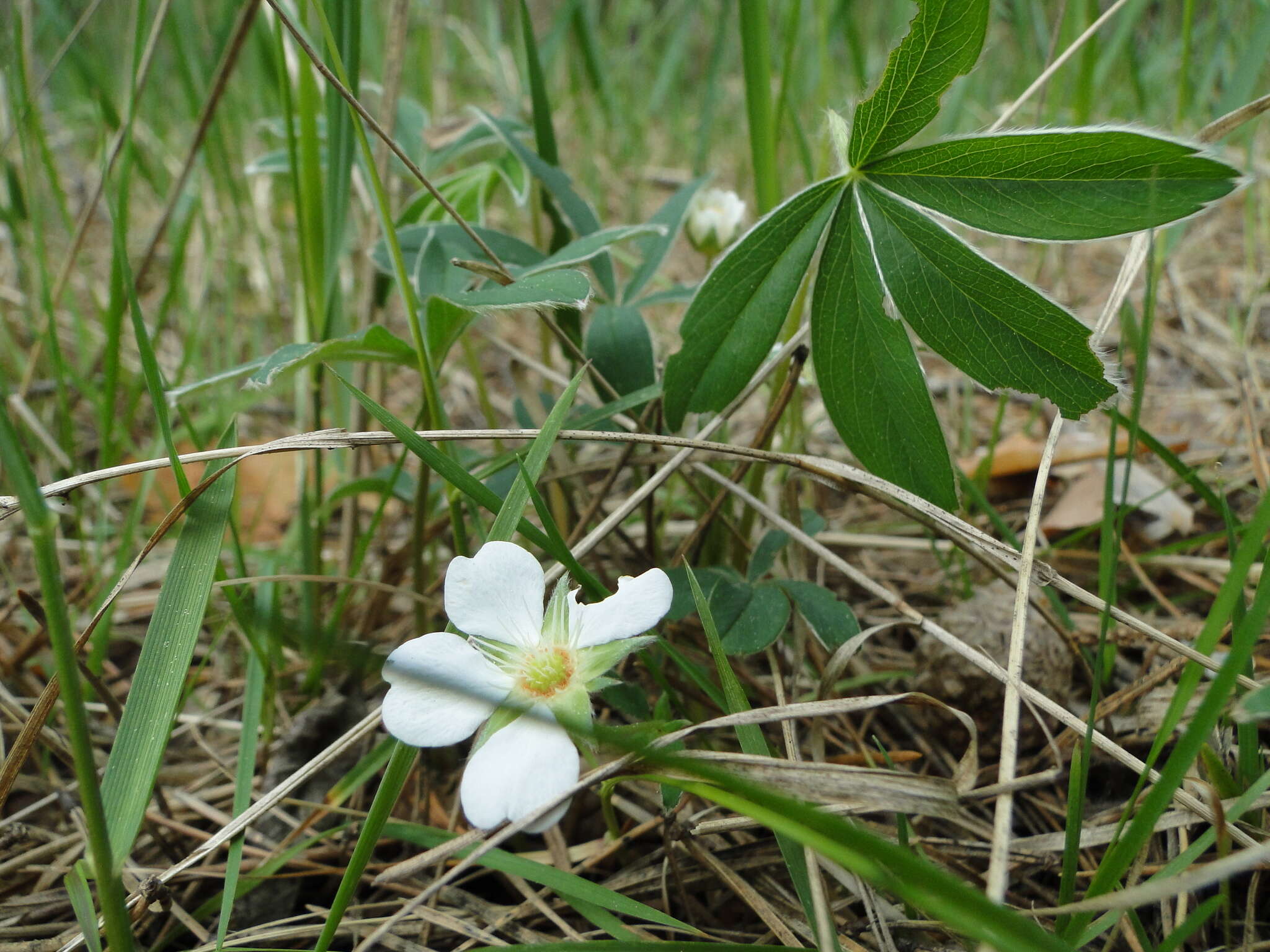 Image of White Cinquefoil