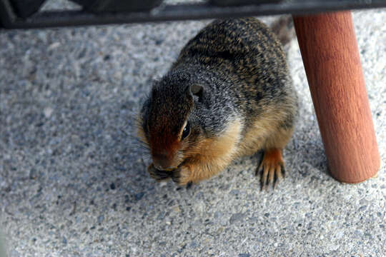 Image of Columbian ground squirrel