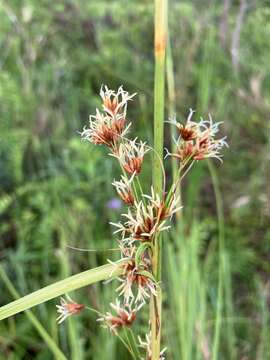 Image of Cladium mariscus subsp. mariscus