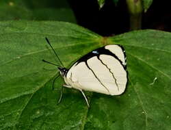 Image de Perisama oppelii Latreille 1811