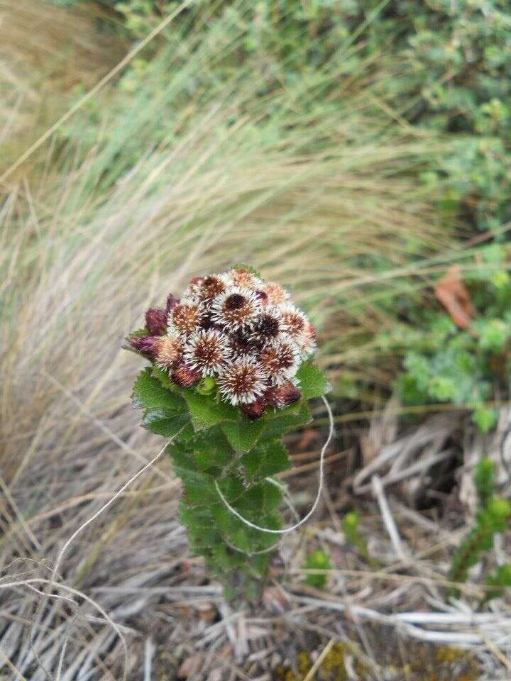 Image of Baccharis arbutifolia (Lam.) Vahl