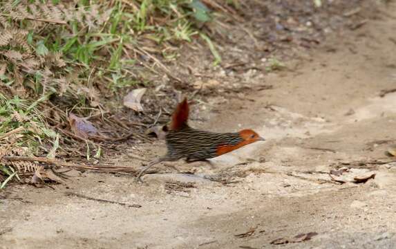 Image of Madagascan Flufftail