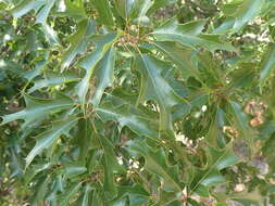 صورة Quercus gravesii Sudw.