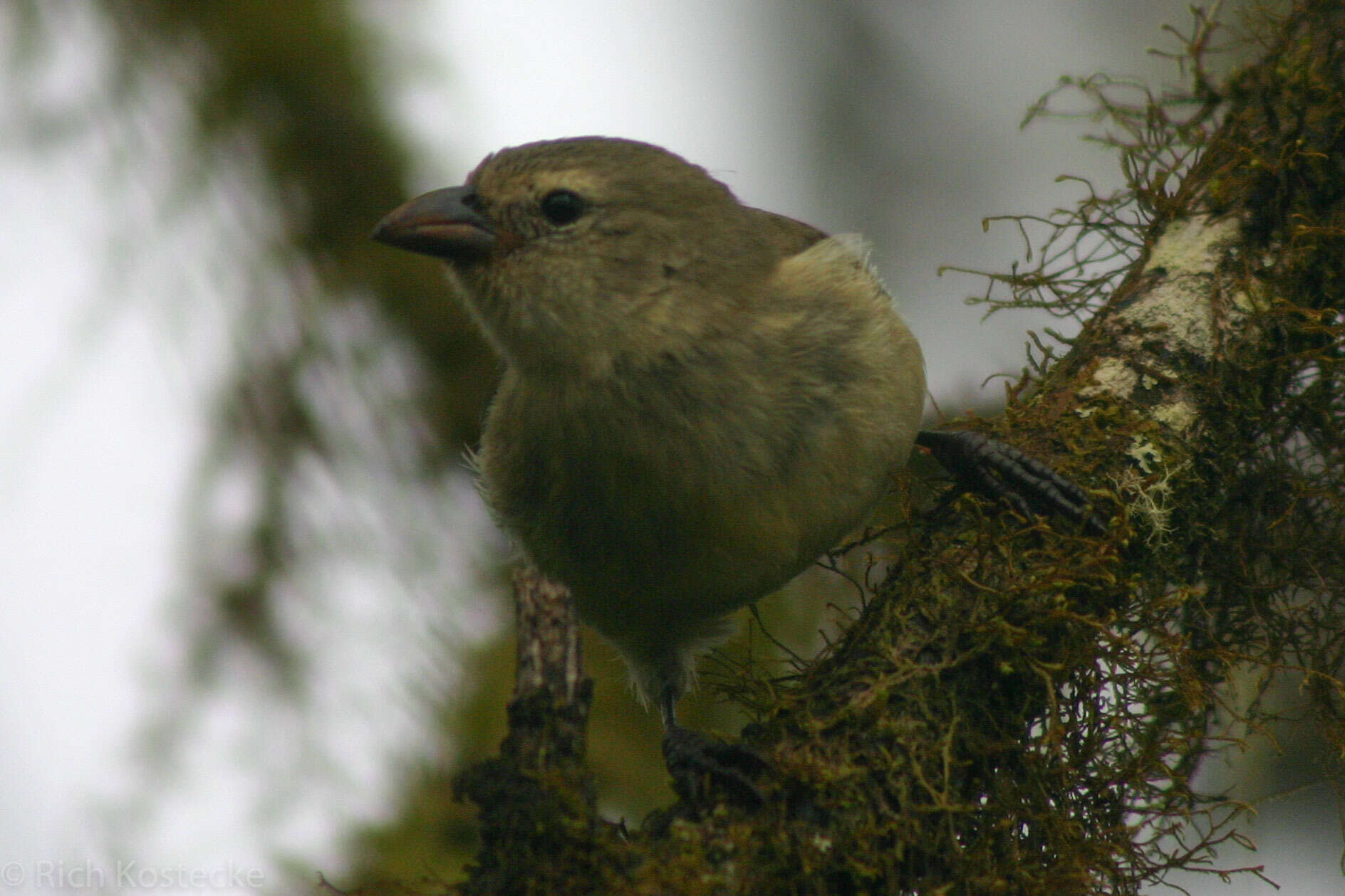 Imagem de Camarhynchus pallidus (Sclater, PL & Salvin 1870)