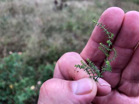 Image of Asperula conferta Hook. fil.