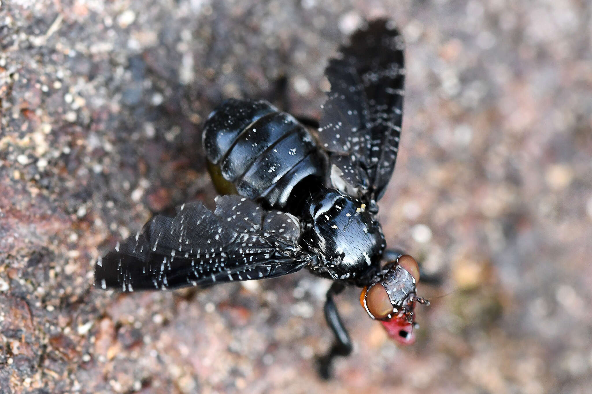 Image of Palpomya asphaltina (Wiedemann 1824)