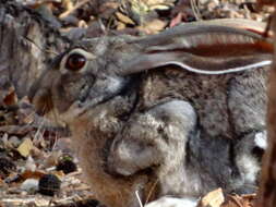 Imagem de Lepus alleni Mearns 1890