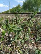 Image of thymeleaf dragonhead