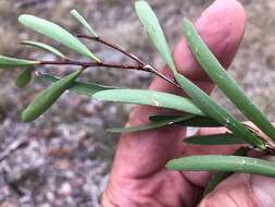 Image of Denhamia cunninghamii (Hook.) M. P. Simmons