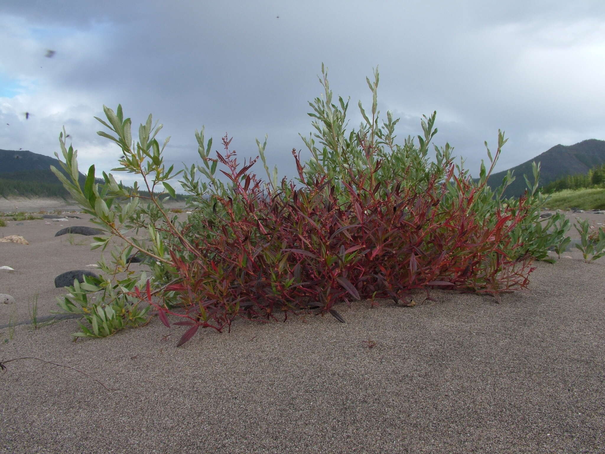 Image of Koenigia ocreata (L.) T. M. Schust. & Reveal