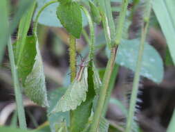 صورة Euagoras plagiatus (Burmeister 1834)