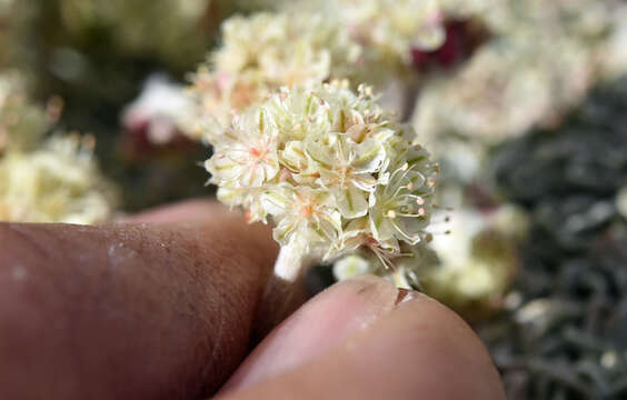 Image of cushion buckwheat