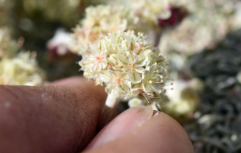 Imagem de Eriogonum ovalifolium var. nivale (Canby ex Coville) M. E. Jones