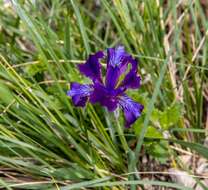 Image of Iris furcata M. Bieb.