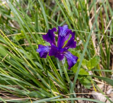 Plancia ëd Iris furcata M. Bieb.