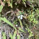 Image of Epacris crassifolia R. Br.