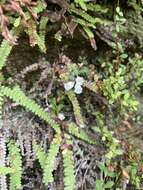 Image of Epacris crassifolia R. Br.