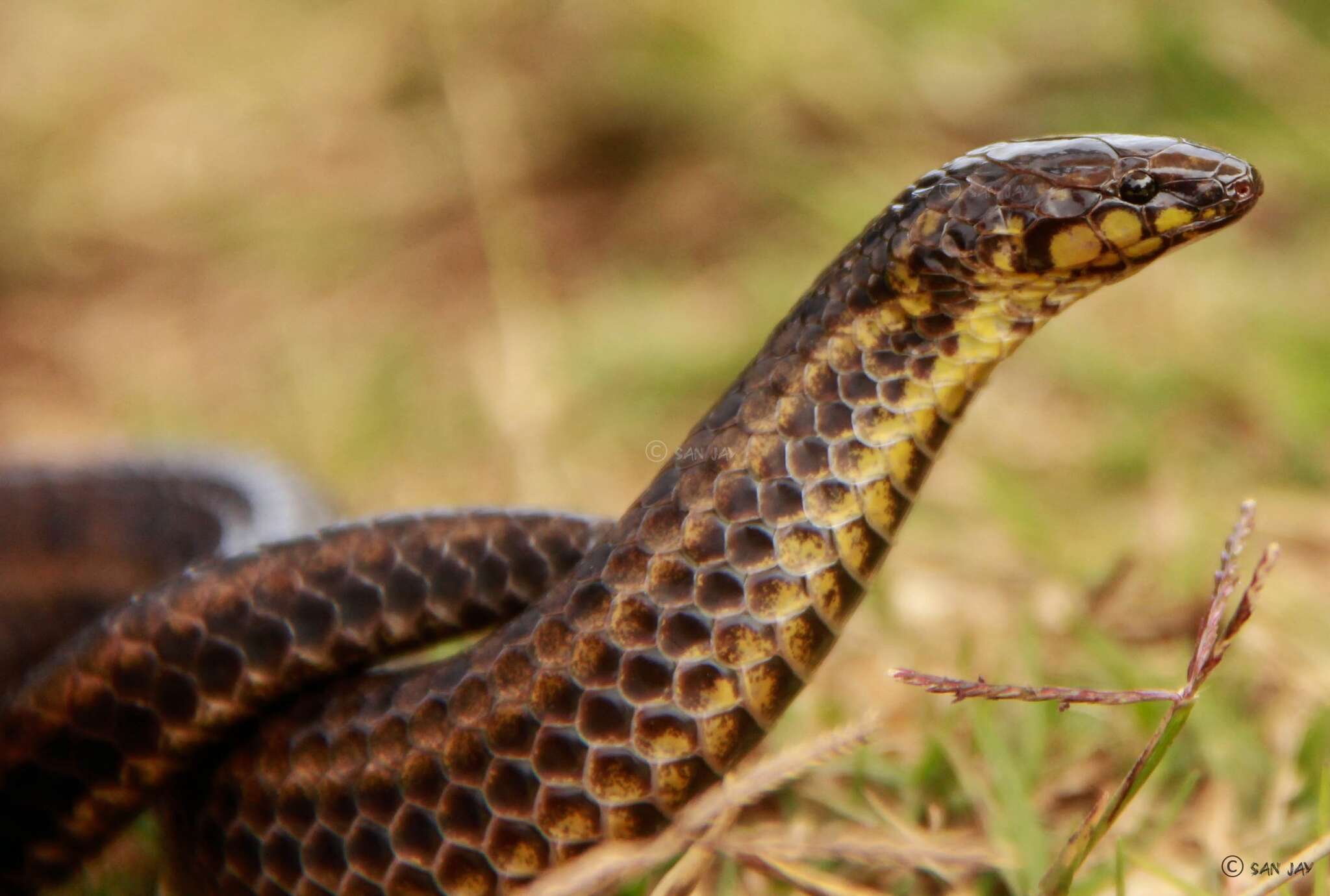 Image de Xylophis perroteti (A. M. C. Duméril, Bibron & A. H. A. Duméril 1854)